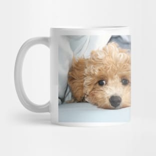 Sleepy Maltipoo Puppy Mug